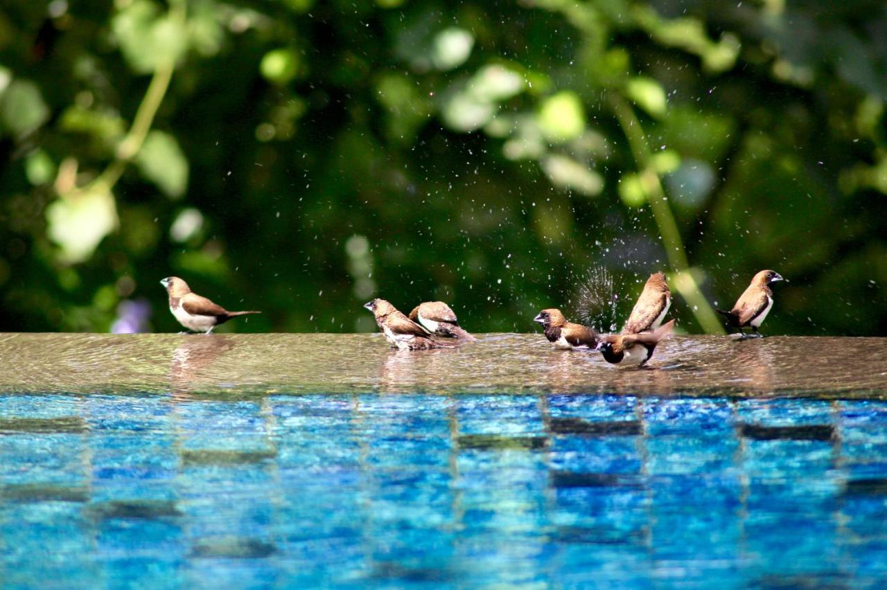 The Manipura Luxury Estate And Spa Up To 18 Person, Fully Serviced อูบุด ภายนอก รูปภาพ